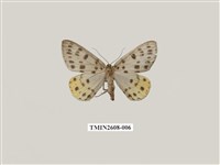 藏品(尺蛾123.a)的圖片